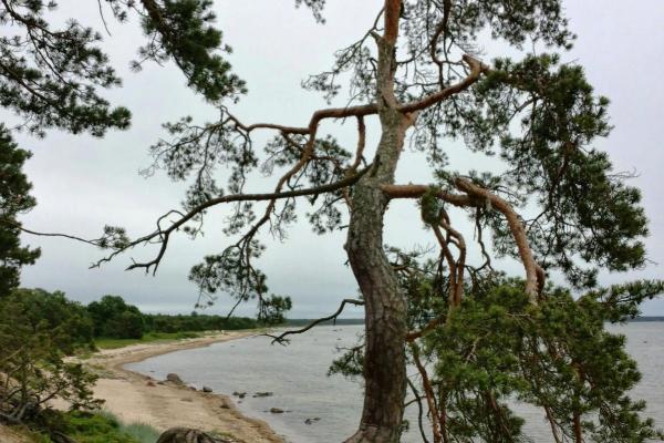 Kõverikud rannamännid Laulasmaa rannas