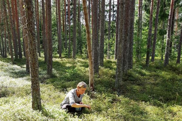 Hea marjamets Klooga ja Kloogaranna vahel